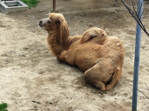 ちゃんとしよー