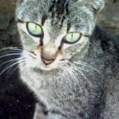 More likes the local cats,  HP 081 555 483312