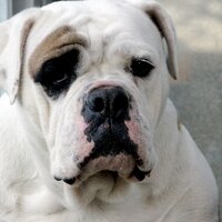 Cornersville High (@cornersvillehs) 's Twitter Profile