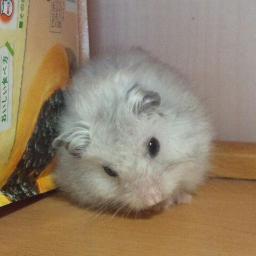 ミワです。聖カピ→帝京科学大学アニマルで、学祭でした。