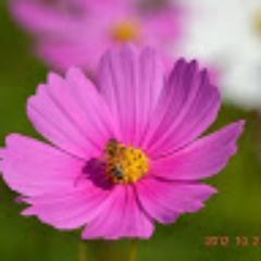 写真もハンディーカムmovieも、まだ日が浅いです。
　　　　　　　蜻蛉や鳥、お花も好き。
飛行機映像をみて2012年5月に空港に行き初めて飛行機撮影。JALMD90退役メモリアル映像に感動してから最近は夢を乗せてる飛行機の追っ掛けもしています。(*^_^*)　ユーチューブhttp://t.co/Qtc0cUjf