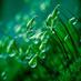 Bryophytes (@bryophytes_uk) Twitter profile photo