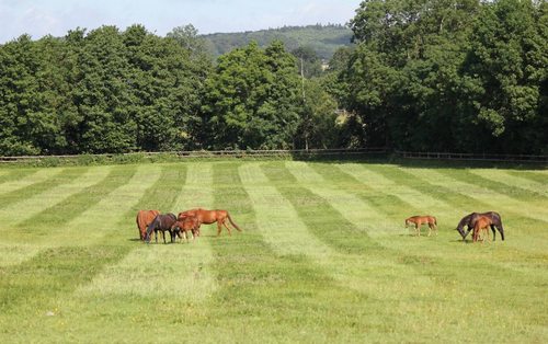 Stud farm in Normandy breeding TBs, trotters and sporthorses for ourselves and our clients.