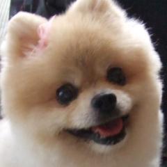 初心者でも安心 ポメラニアンの飼い方 Gomapomeranian Twitter 初心者でも安心 ポメラニアンの飼い方 Gomapomeranian Twitter