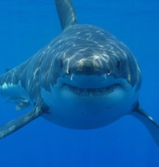 sharkdiverman Profile Picture