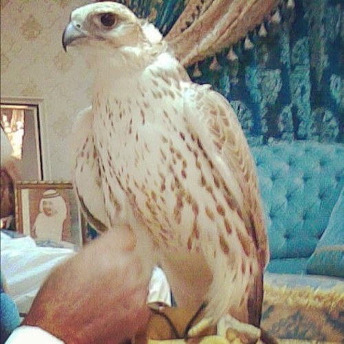 alsduere's profile picture. 