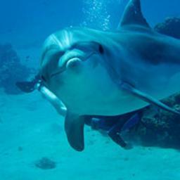 La Dolphin Connection Italia - Il Blog dei Delfini Liberi
http://t.co/Z2i2mGsadh