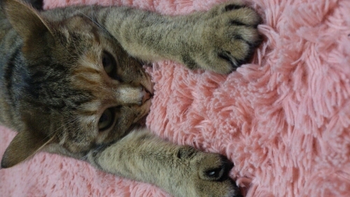 nekoyayako's profile picture. 