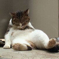 クラゲ  パンチョ (@kurage_pancho) Twitter profile photo