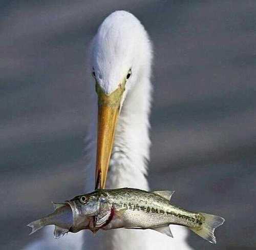 ‏‏الله أكبر