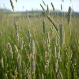 Timothy hay grower in Central Scotland