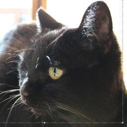 猫とゆゆ式と数学と天文学と心理学。今は微分積分をやっている。過去は、確率統計、集合と位相、εδ、線形代数、続線形代数、論理学入門。今は複素関数入門。写真の猫は、虹の橋を渡りました。
