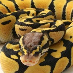 Captive Bred Royal Pythons by Tom Hargreaves