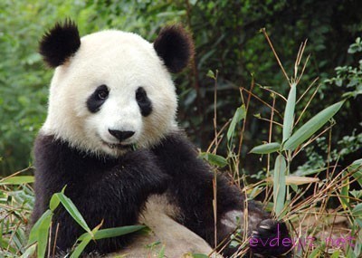 pandadayI's profile picture. 