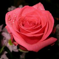 عبدالله العمودي (@abdullahalamo17) 's Twitter Profile