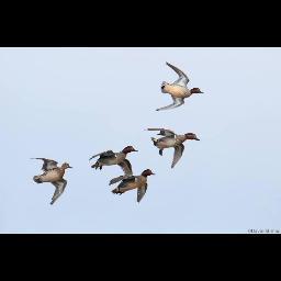 Sportsmen & Conservationist