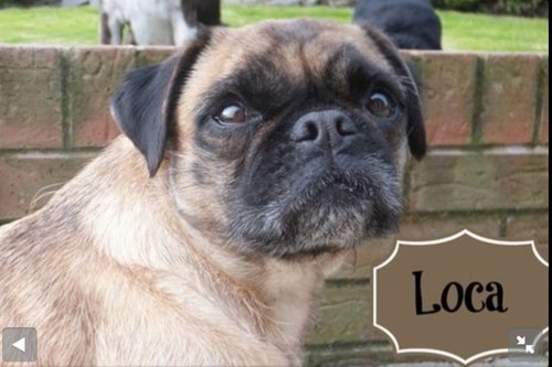 loca the special pug locathepug locapug loca the special pug locathepug locapug