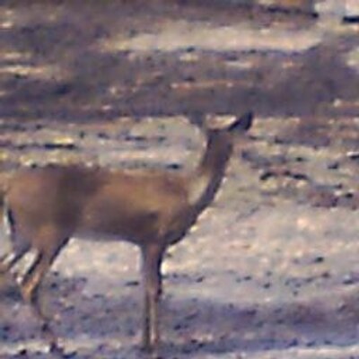 Profile Picture of Benjamin A. Dowdyon Twitter