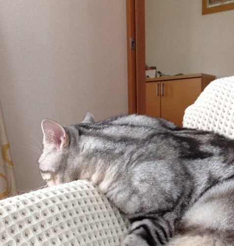 猫好き、手品好き、合気道好き。学校と精神科に生息中。色々呟くかなーと放置してましたが、気がついたら謎の数字を時々投稿するアカウントになってしまいました。