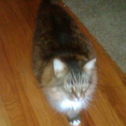 I don't tweet, but I purr-r-r-r-r AND cuddle!   And I whine and whine and whine until I get Fancy Feast!!