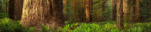 Founded in 2012, by conservation photographer Terry Asker, as a global educational outreach campaign designed to showcase Earth’s most threatened and ecosystems
