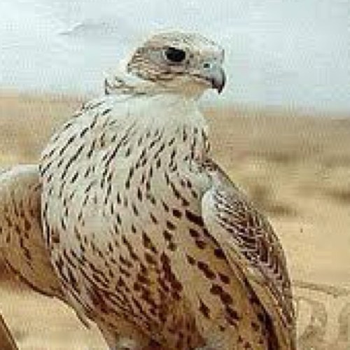 -يحميك اللهُ بِنواياك الصَّادقة ، فاطْمَئِنْ .