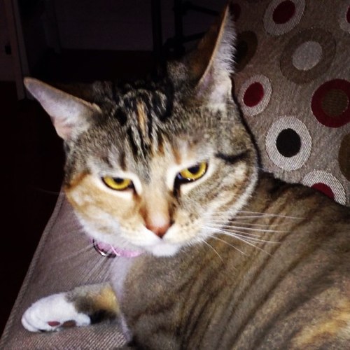 I'm the stankiest cat on the planet
