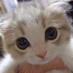 a cute girl