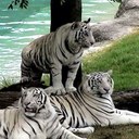 AA770 (@0557663534) Twitter