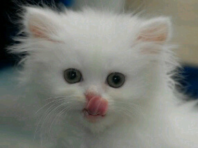 fllbck? Mention aja?