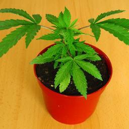 Pedimos por una nueva Ley de drogas en Argentina. No a la criminalización de plantas sagradas. Estudio integro de sustancias. Reducción de daños. Educación.
