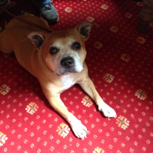 Nikij13's profile picture. 