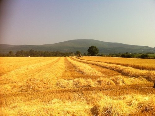 Potato and tillage farmer in south Tipperary. Teagasc Tillage Signpost farm for Tipperary 2022 to 2027