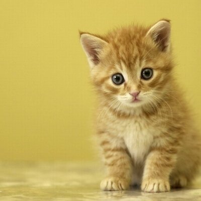 Chaton Trop Mimi Chatontropmimi Twitter