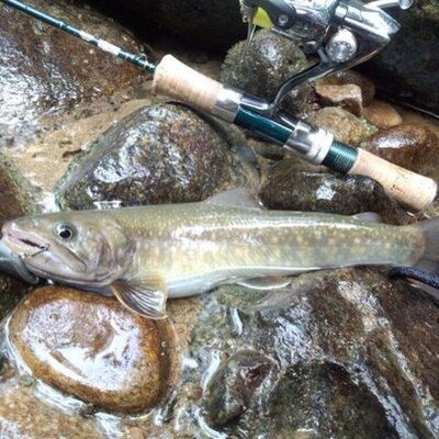 岩魚ﾊﾝﾀｰごん 毎年通っている河川でサルミンコーラ 人形虫 と言う寄生虫が発生中 例年 この河川では見掛けなかったのだが今年は異常に発生していました 偶然にエリア的に発生したのか 皆様の河川は如何でしょうか ちなみに岐阜県飛騨地方の河川