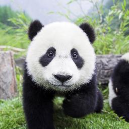 Pandas are awesome