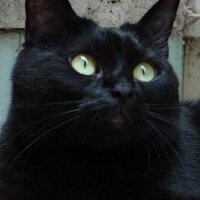 Emilia Merola (@civettanevie) 's Twitter Profile