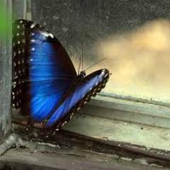 GuyMaddin's profile picture. 