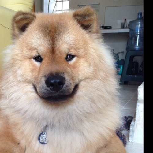 chocomx's profile picture. Gusto de dormitar, me encanta dar paseos matutinos y me gusta morder mi garfield de peluche.