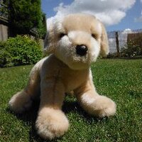 Titus (@titusthepuppy) 's Twitter Profile