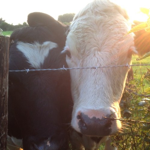 Healthy Animals are happy Animals ------- Thurles Sarsfields GAA Tipperary GAA Liverpool FC Ireland Thurles, Co. Tipperary