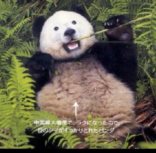 albino panda albino panda