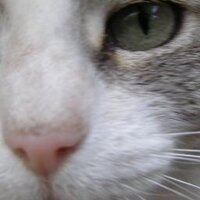 Marcelo Casals (@palquelea) 's Twitter Profile