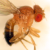 Fly_in_the_Lab (@fly_in_the_lab) Twitter profile photo Fly_in_the_Lab (@fly_in_the_lab) Twitter profile photo