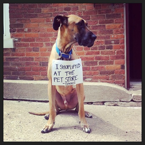 Great Dane. Food enthusiast. Petty thief. Low-Key Panicker. Future President.
