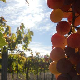 ViticulturaFEN's profile picture. Twitter del Curso Vitivinicultura y la Industria del Vino - Facultad de Economía y Negocios de la Universidad de Chile