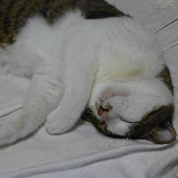 kumacchiさんのプロフィール画像