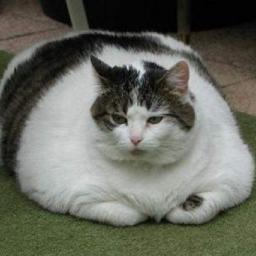 fatcatbackpack's profile picture. i am a fat ass cat. also a backpack connoisseur