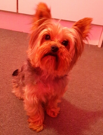 I'm a Yorkie