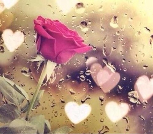 هنا اقتباس مما راق لي ،، وله وقع وأثر على الوجدان.' شكرا لمتابعتكم